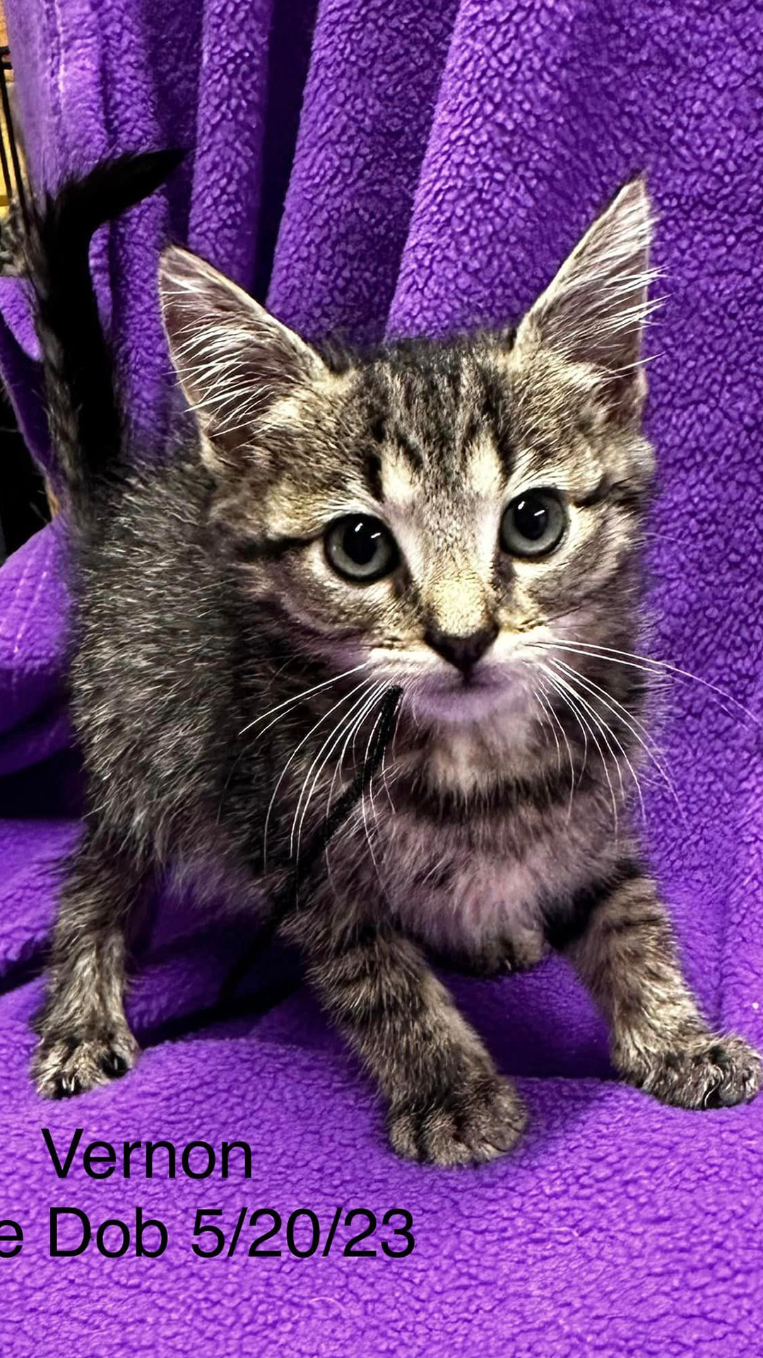 12 Orphaned Kittens Survive Thanks To Donated Milk Replacement That You