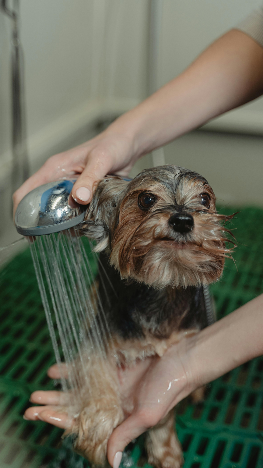 How To Remove Snowballs From Dog's Fur And Prevent Them From Occurring