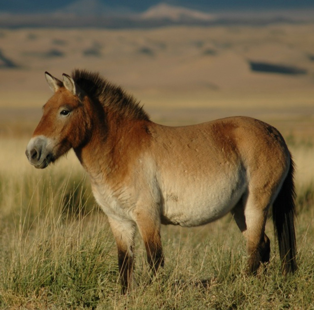 Mongolia s Wild Przewalski s Horses Leap Back From The Brink Of 
