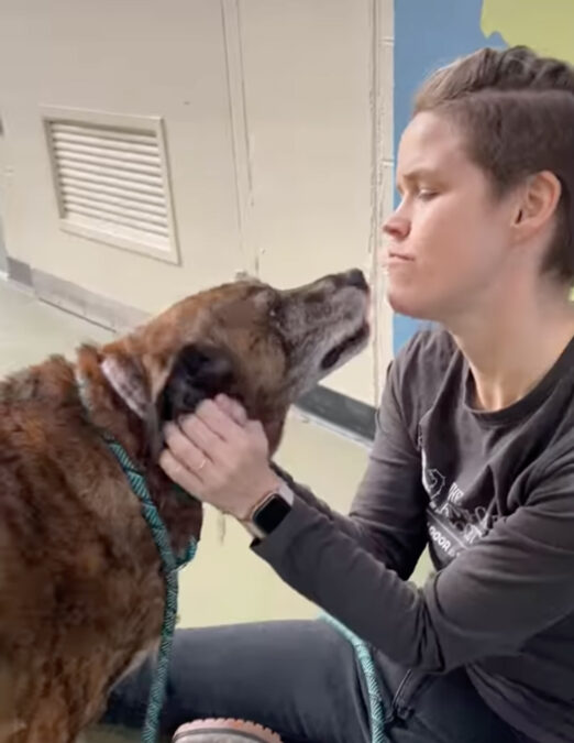 Senior Dog Ajax Finds Love Again After Being Found Guarding Deceased