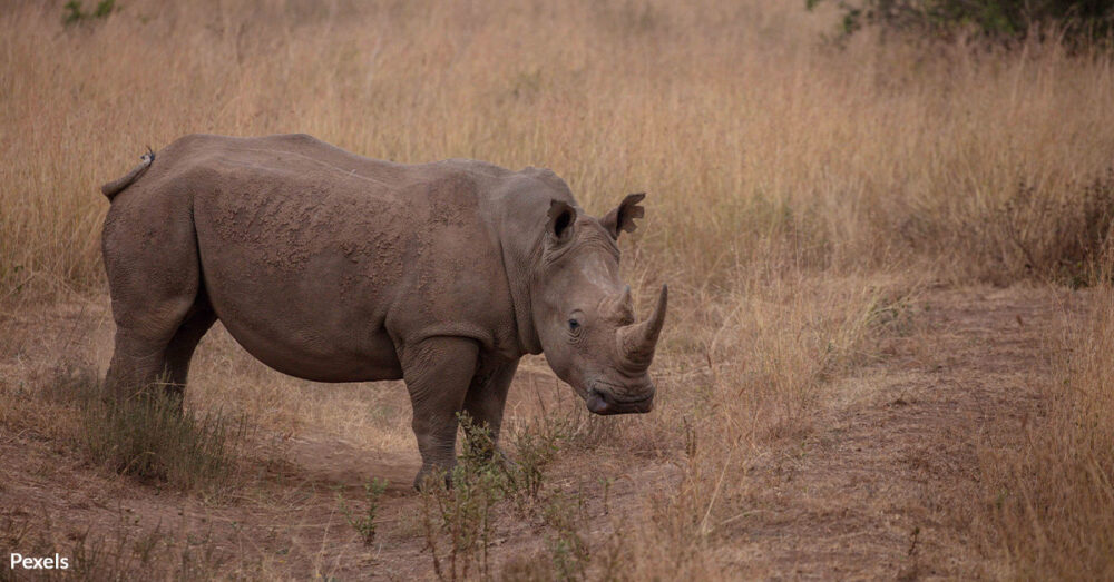 Rhinos Return to Kenya's Heartland 50 Years After Poaching Made Them