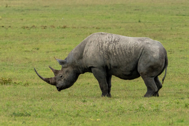 Rhinos Return to Kenya's Heartland 50 Years After Poaching Made Them
