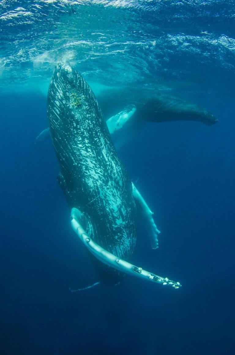 mating-mystery-turns-into-survival-saga-for-endangered-humpbacks-the