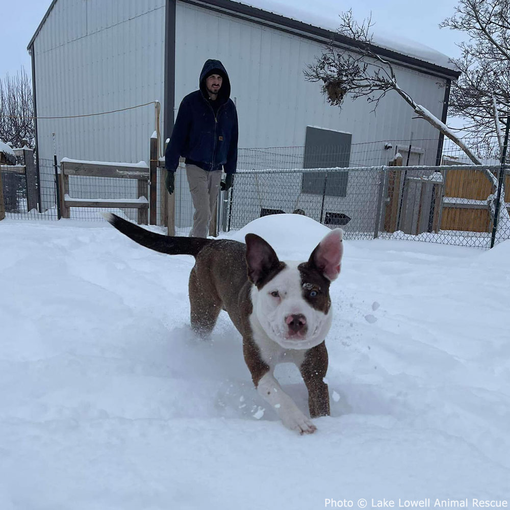 Dog Nearly Choked To Death By Collar Starts New Life In Idaho The Animal Rescue Site News