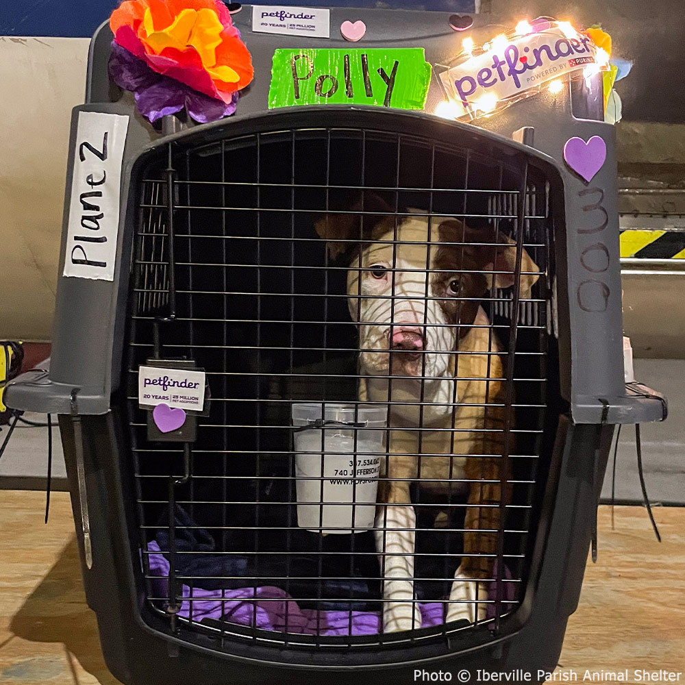 Dog Nearly Choked To Death By Collar Starts New Life In Idaho The Animal Rescue Site News