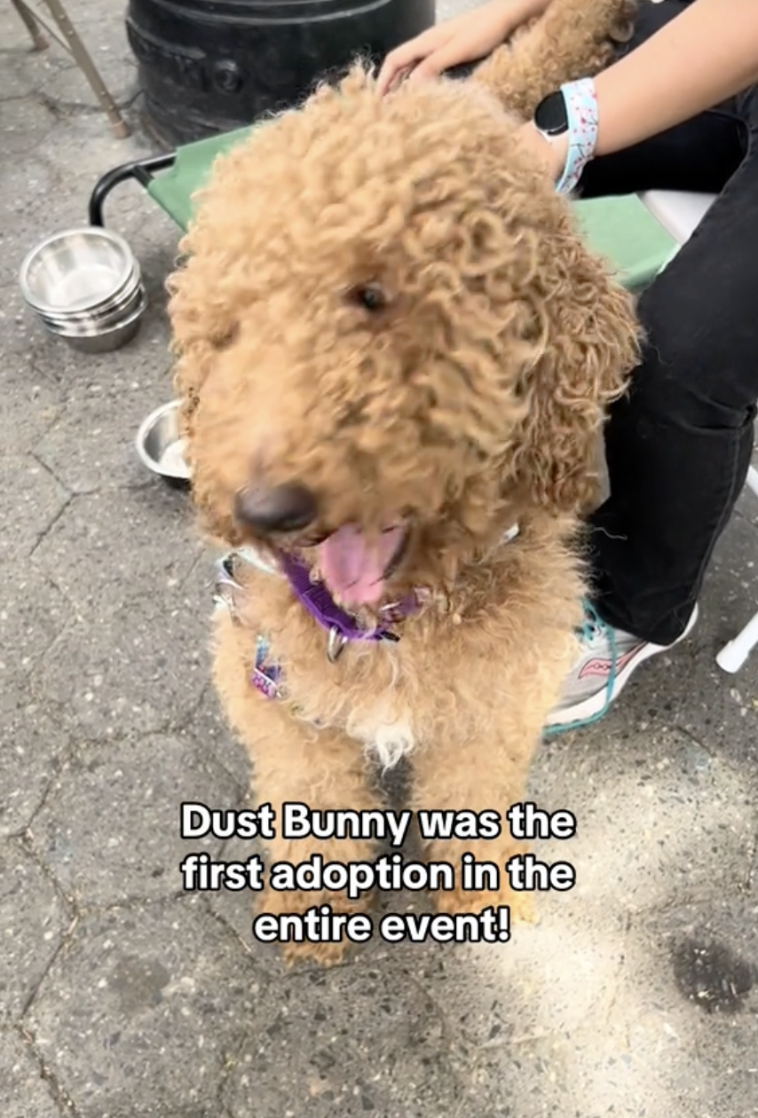 71 Pets From NYC's Largest Shelter Adopted In One Day At Petco's Block