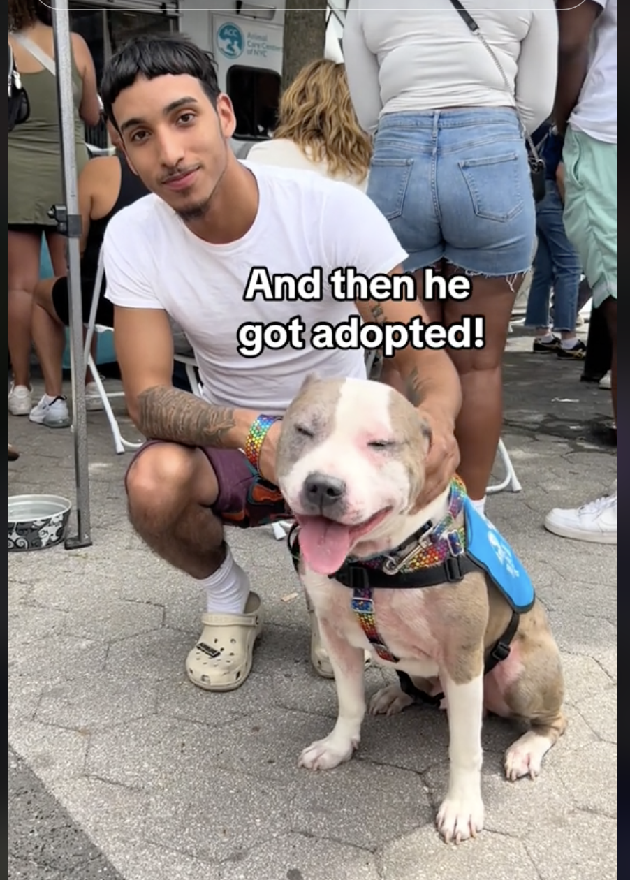 71 Pets From NYC's Largest Shelter Adopted In One Day At Petco's Block