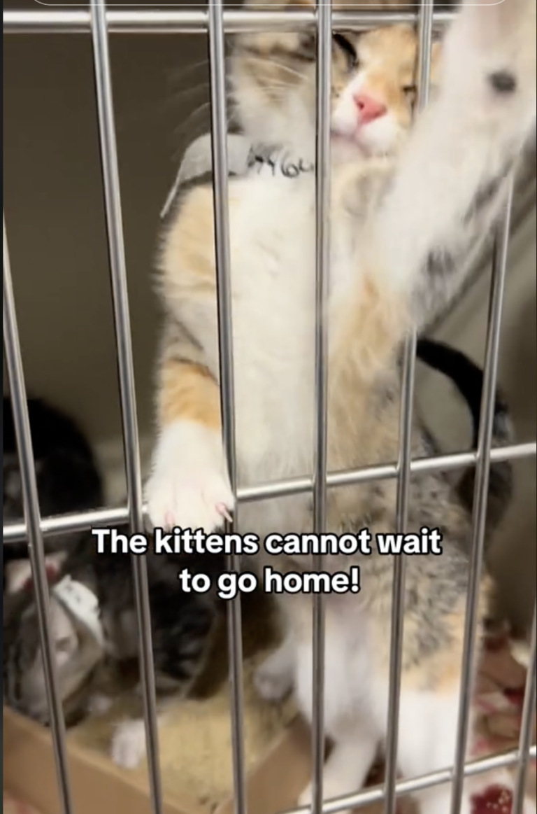 71 Pets From NYC's Largest Shelter Adopted In One Day At Petco's Block