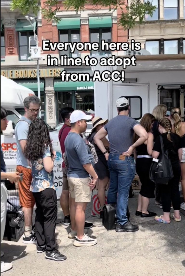 71 Pets From NYC's Largest Shelter Adopted In One Day At Petco's Block