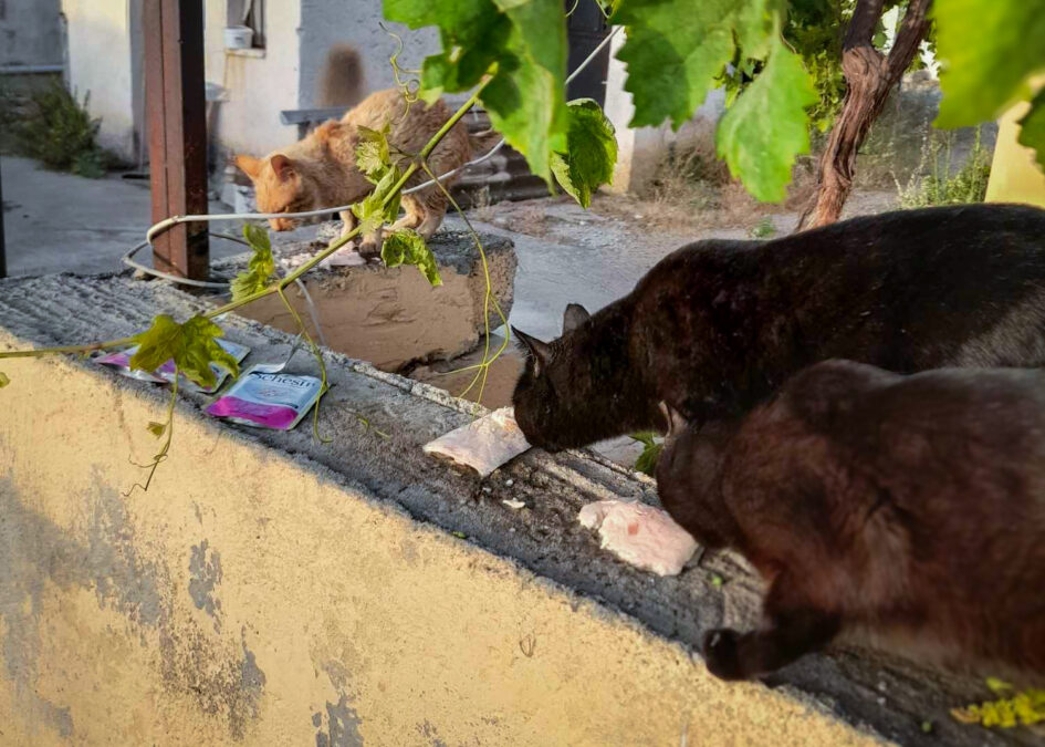 Starving Stray Cats In Greece Are Devouring Nutritious Food, Thanks To ...