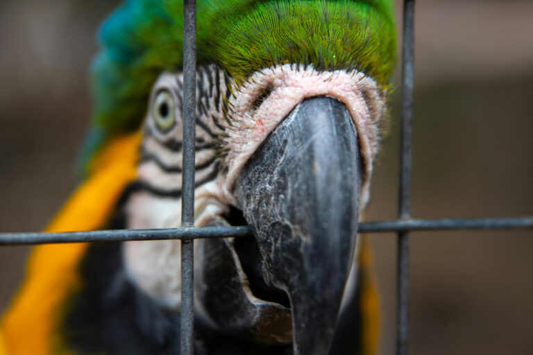 Pepper the FoulMouthed Parrot Finds a New Home After 400 Applications